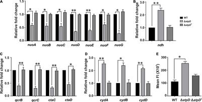 Understanding Metabolic Remodeling in Mycobacterium smegmatis to Overcome Energy Exigency and Reductive Stress Under Energy-Compromised State